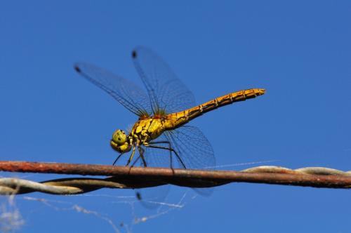 Sympetrum sanguineum